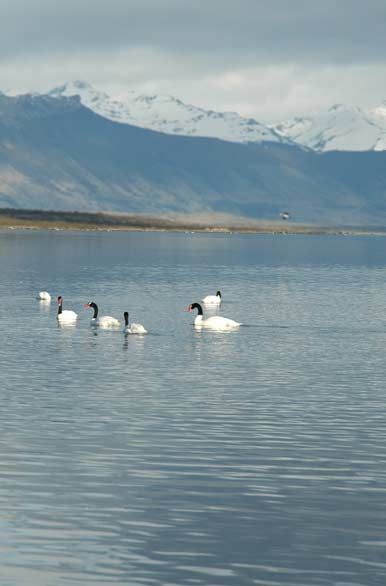 cisnes cuello negro